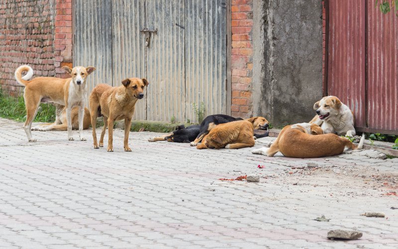 A stray dog pack in a street of Kathmandu.jpg