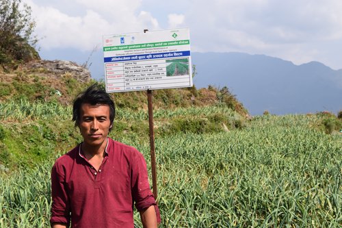 Aitram Thing, a farmer of Arukharka village of Naukunda Rural Municipality -1, at his garlic field  Photo 2.JPG