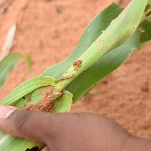 Armyworm.JPG