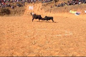 Bull Fight Festival