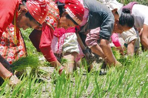 Delayed Monsoon: Looming Drought