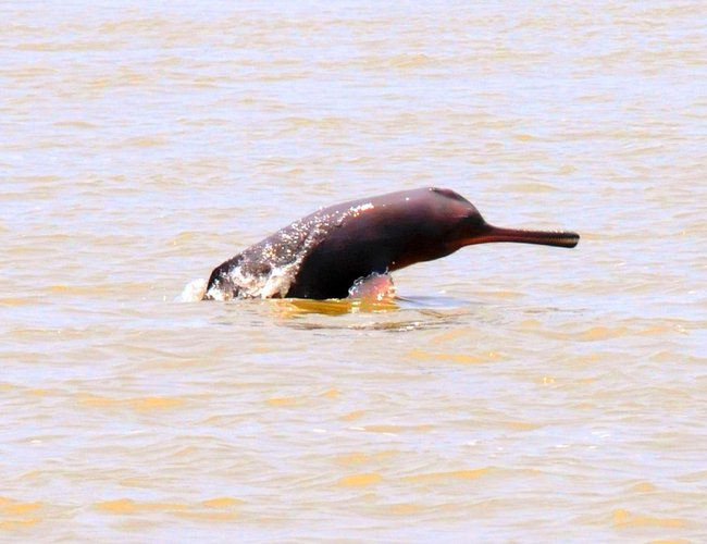Dolphin Population Declines In India's Only Dolphin Sanctuary | New Spotlight Magazine Dolphin Population Declines In India's Only Dolphin Sanctuary | New Spotlight Magazine