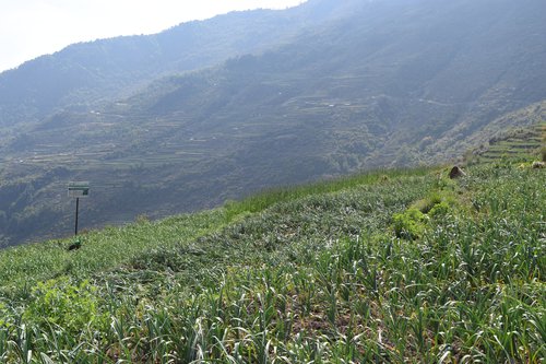 Garlic farming at Arukharka Village of Naukunda Rural Municipality Ward-1 of Rasuwa.JPG