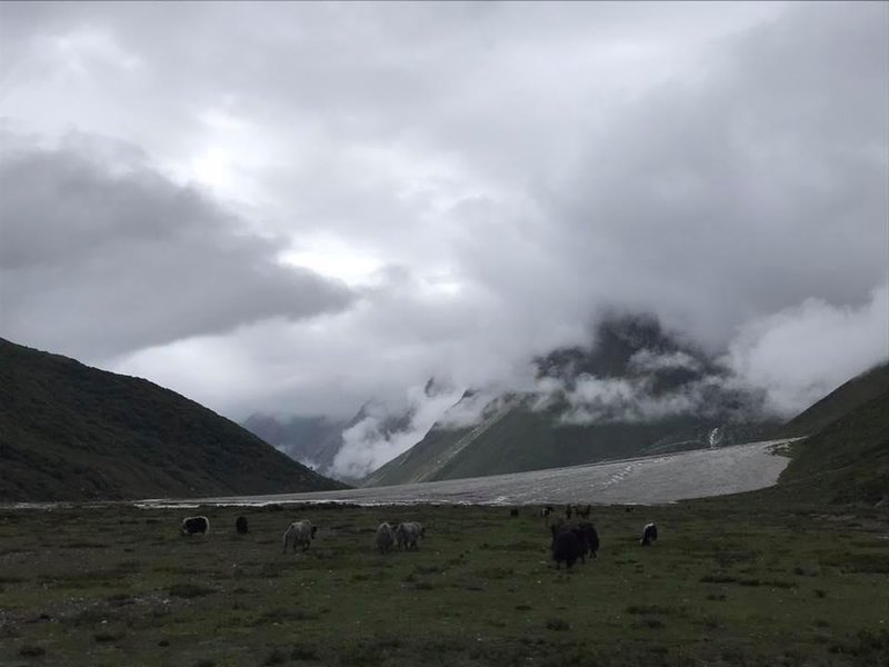 Grazing land of Langtang.jpg