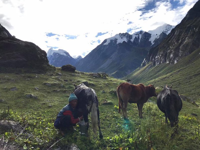 Langtang farmer with yak.jpg