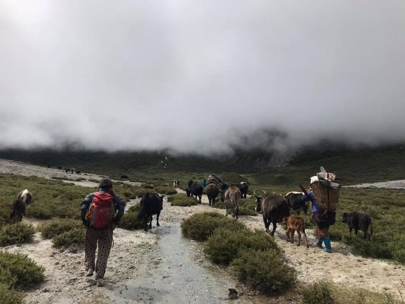 Langtang valley cattle heading to hill.jpg