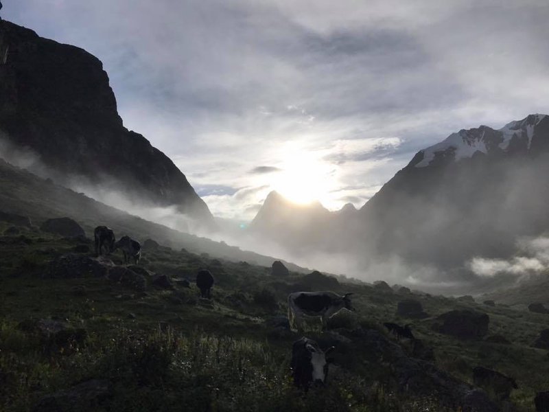 Langtang valley herds of yak.jpg
