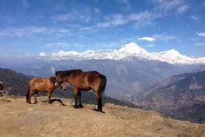 Not Alone On Trek To Poon Hill