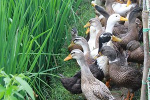 PRACTICAL ACTIONRice-Duck Symbiosis