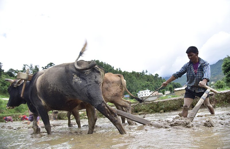 Paddy Plantation ropah.jpg