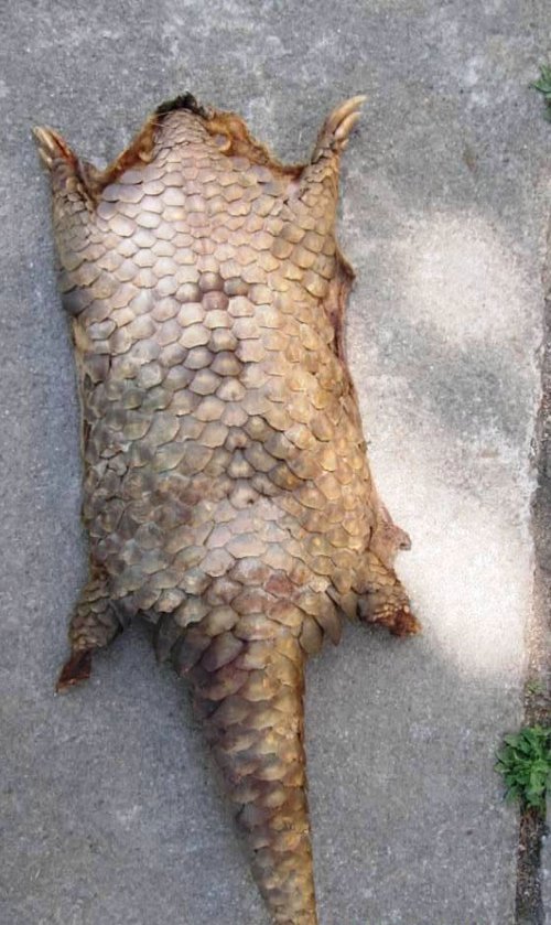 Pangolin.jpg