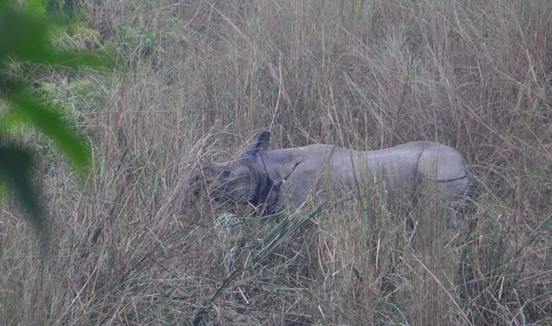 Rhino inn Bardia.jpg