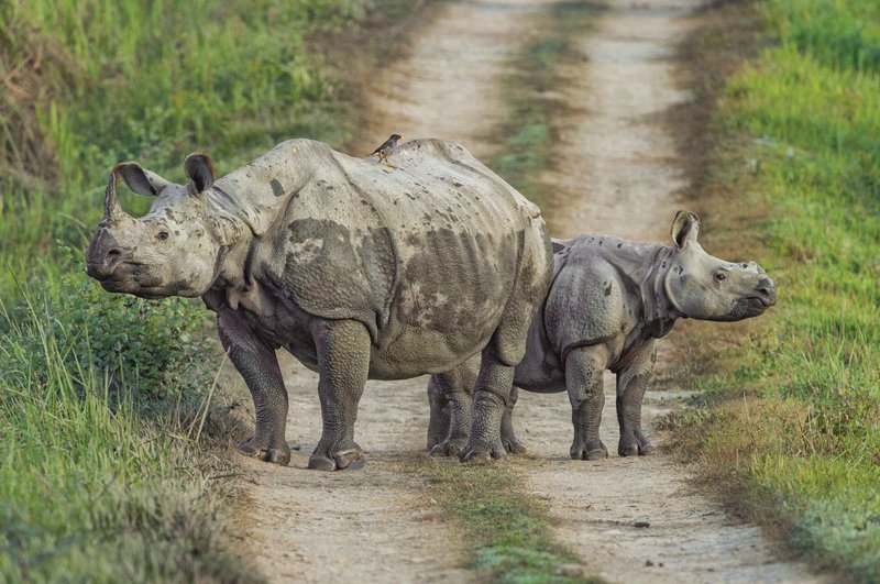 Rhino terai arch.jpg