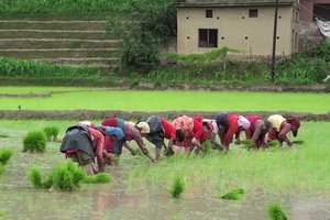Rice Plantation.jpg