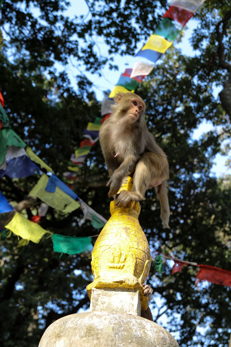 Swayambhu1.jpg