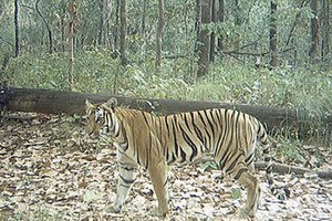 TIGER CONSERVATION: A Breakthrough