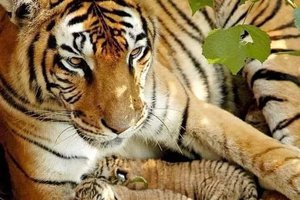 Tiger photo.jpg