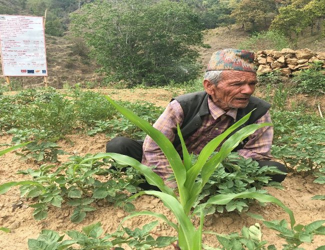 Vegetable farming supported by NCCSP in Parimela village of Dailekh district.jpg