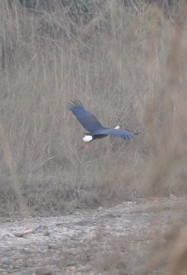 bird in Bardia.jpg