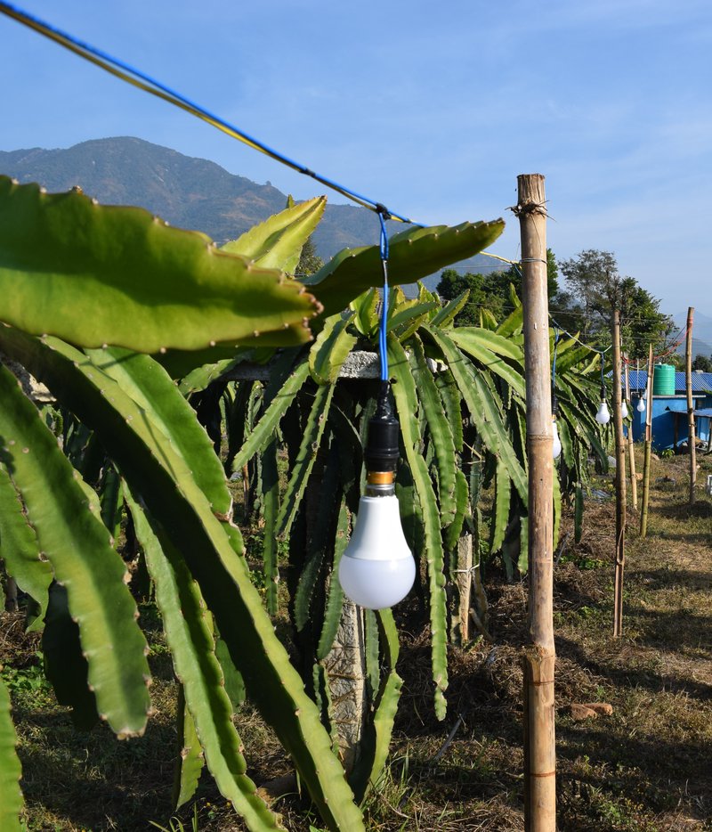 dragon fruit with light.JPG