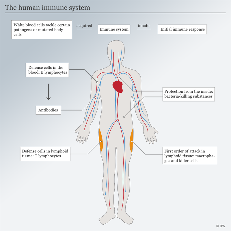 human immune.png