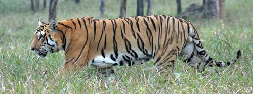 royal-bental-tiger-nepal.jpg