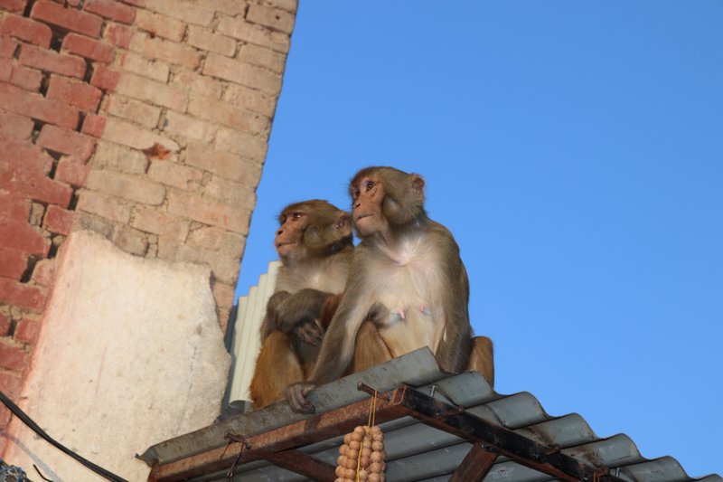 swayambhu10.jpg