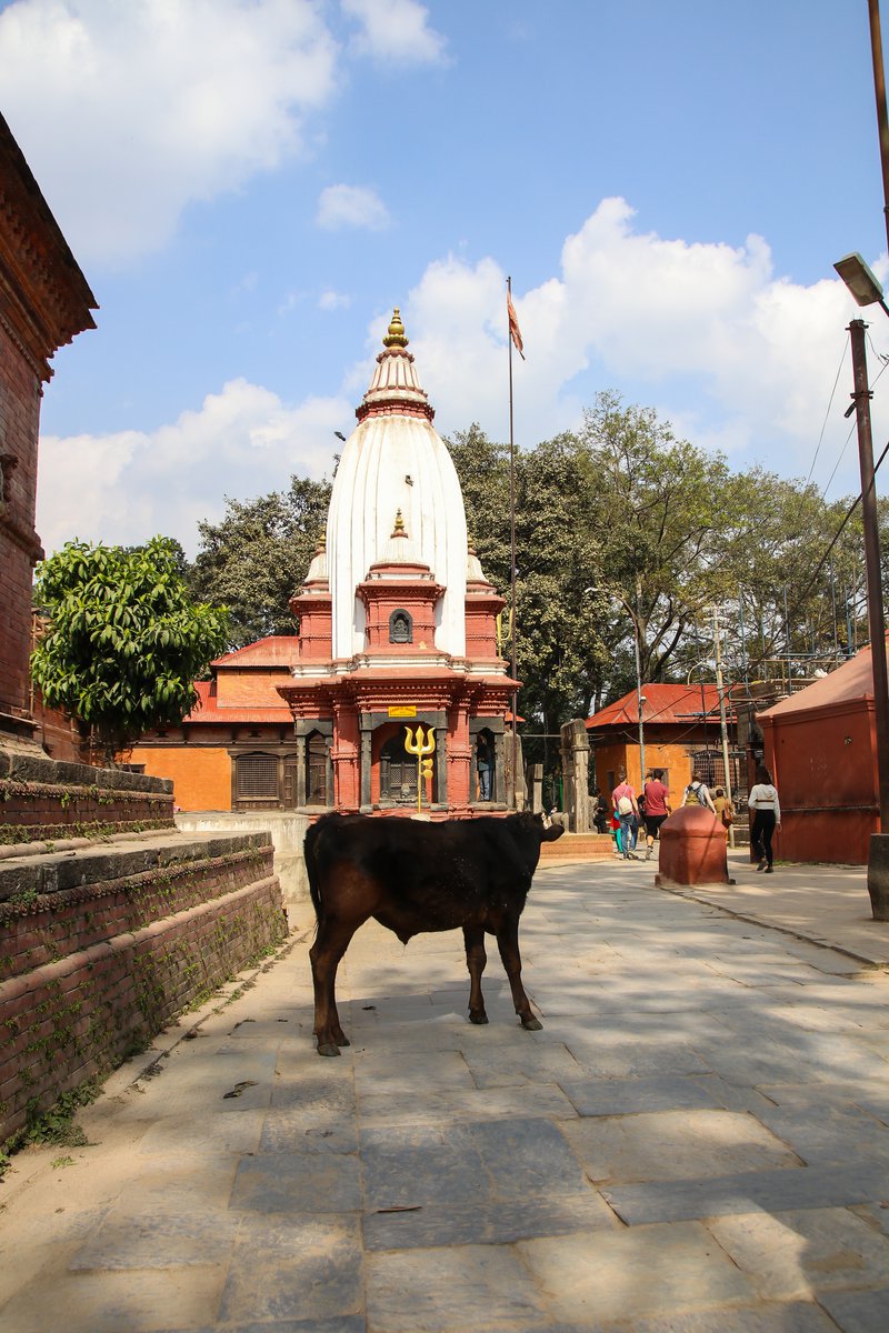 temple and cow.jpg