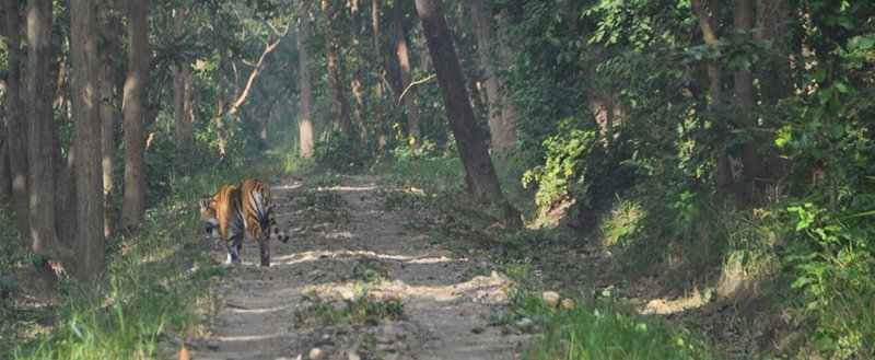 tiger crossing ar bardia.jpg