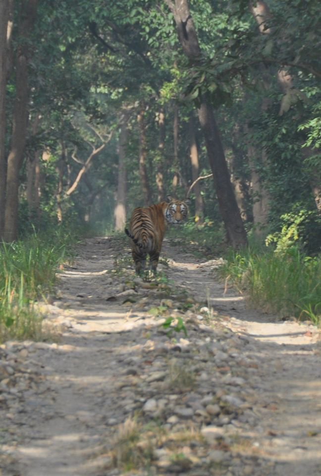 tiger in bardia 2.jpg