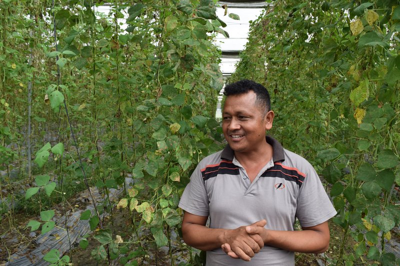 tunnel for vegetable producting.JPG